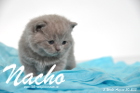 Nacho ist 3 Wochen alt geworden (30.08.2015)