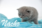 Nacho ist 3 Wochen alt geworden (30.08.2015)