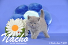 Nacho ist 5 Wochen alt geworden ( 11.09.2015 )
