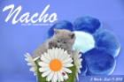Nacho ist 5 Wochen alt geworden ( 11.09.2015 )