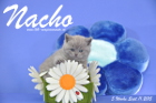 Nacho ist 5 Wochen alt geworden ( 11.09.2015 )