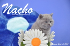 Nacho ist 5 Wochen alt geworden ( 11.09.2015 )