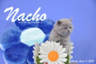 Nacho ist 5 Wochen alt geworden ( 11.09.2015 )