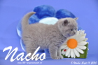 Nacho ist 5 Wochen alt geworden ( 11.09.2015 )