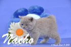 Nacho ist 5 Wochen alt geworden ( 11.09.2015 )