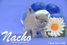 Nacho ist 5 Wochen alt geworden ( 11.09.2015 )