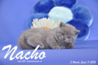 Nacho ist 5 Wochen alt geworden ( 11.09.2015 )