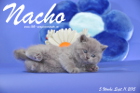 Nacho ist 5 Wochen alt geworden ( 11.09.2015 )
