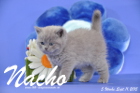 Nacho ist 5 Wochen alt geworden ( 11.09.2015 )