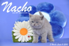 Nacho ist 5 Wochen alt geworden ( 11.09.2015 )