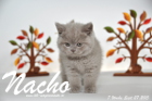 Nacho ist 7 Wochen alt geworden (27.09.2015)