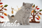 Nacho ist 7 Wochen alt geworden (27.09.2015)