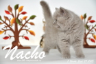 Nacho ist 7 Wochen alt geworden (27.09.2015)
