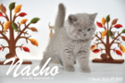 Nacho ist 7 Wochen alt geworden (27.09.2015)