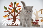 Nacho ist 7 Wochen alt geworden (27.09.2015)