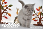 Nacho ist 7 Wochen alt geworden (27.09.2015)