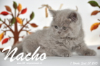 Nacho ist 7 Wochen alt geworden (27.09.2015)