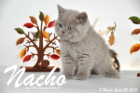 Nacho ist 7 Wochen alt geworden (27.09.2015)