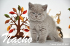 Nacho ist 7 Wochen alt geworden (27.09.2015)