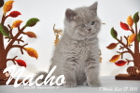 Nacho ist 7 Wochen alt geworden (27.09.2015)