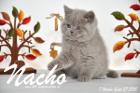 Nacho ist 7 Wochen alt geworden (27.09.2015)