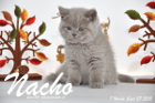 Nacho ist 7 Wochen alt geworden (27.09.2015)