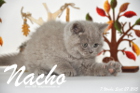Nacho ist 7 Wochen alt geworden (27.09.2015)