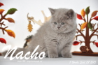 Nacho ist 7 Wochen alt geworden (27.09.2015)