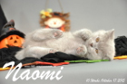 Naomi ist 10 Wochen alt geworden (17.10.2015)