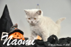 Naomi ist 10 Wochen alt geworden (17.10.2015)