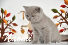 Naomi ist 7 Wochen alt geworden ( 27.09.2015 )