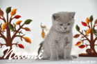 Naomi ist 7 Wochen alt geworden ( 27.09.2015 )
