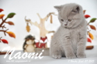 Naomi ist 7 Wochen alt geworden ( 27.09.2015 )