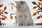 Naomi ist 7 Wochen alt geworden ( 27.09.2015 )
