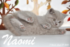 Naomi ist 7 Wochen alt geworden ( 27.09.2015 )