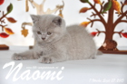 Naomi ist 7 Wochen alt geworden ( 27.09.2015 )