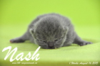 Nash ist 1 Woche alt geworden (16.08.2015)