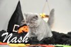 Nash ist 10 Wochen alt geworden (17.10.2015)