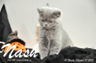 Nash ist 10 Wochen alt geworden (17.10.2015)