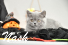 Nash ist 10 Wochen alt geworden (17.10.2015)