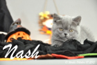 Nash ist 10 Wochen alt geworden (17.10.2015)