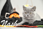 Nash ist 10 Wochen alt geworden (17.10.2015)
