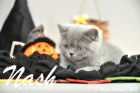 Nash ist 10 Wochen alt geworden (17.10.2015)