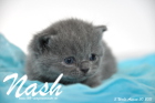 Nash ist 3 Wochen alt geworden (30.08.2015)