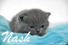 Nash ist 3 Wochen alt geworden (30.08.2015)
