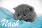 Nash ist 3 Wochen alt geworden (30.08.2015)