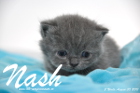 Nash ist 3 Wochen alt geworden (30.08.2015)