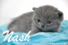 Nash ist 3 Wochen alt geworden (30.08.2015)