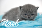 Nash ist 3 Wochen alt geworden (30.08.2015)