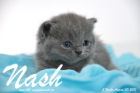 Nash ist 3 Wochen alt geworden (30.08.2015)